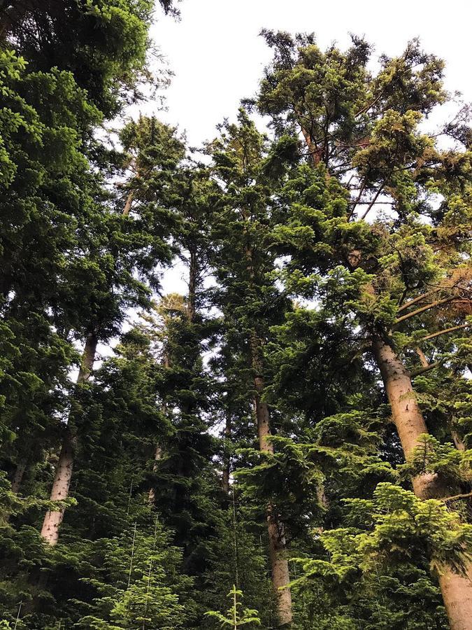 Karpatskyy Villa Rozluch Dış mekan fotoğraf